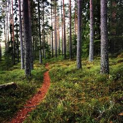 Trees in forest