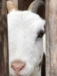 Close-up portrait of white dog