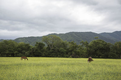 Horses in a field