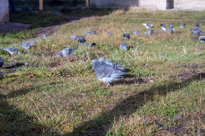 View of bird on field