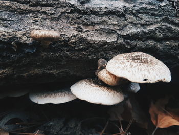 Close-up of mushrooms growing on land