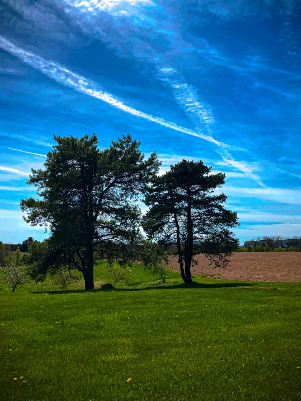 plant, sky, nature, tree, grass, horizon, landscape, environment, field, cloud, land, beauty in nature, meadow, grassland, green, sunlight, scenics - nature, blue, tranquility, hill, no people, plain, tranquil scene, morning, natural environment, rural area, rural scene, outdoors, growth, non-urban scene, prairie, dusk, leaf, idyllic