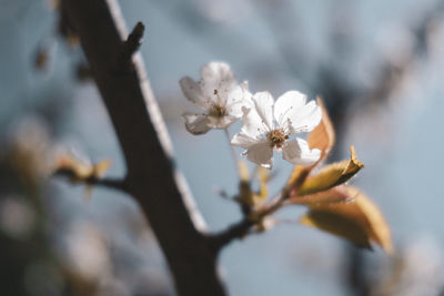 Low angle view of cherry blossoms against sky