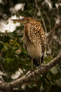 Low angle view of bird perching on branch