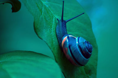 Close-up of snail on leaf