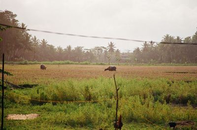 View of sheep on field