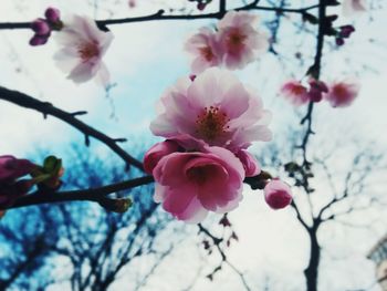 Low angle view of pink flowers blooming on tree