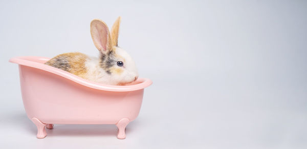 Close-up of a rabbit over white background