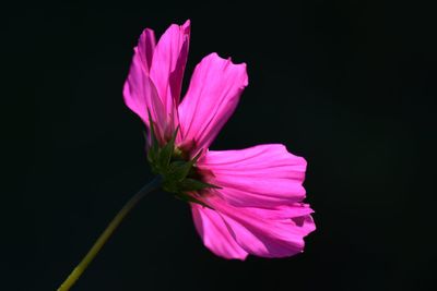 Close-up of pink flower against black background