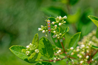 plant
