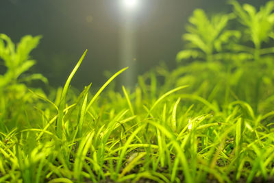 Close-up of fresh green grass in field