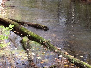 Trees in water