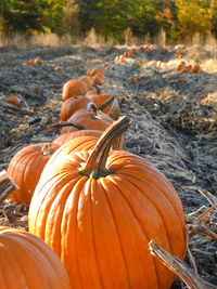 Pumpkins in field during autumn