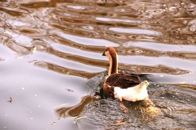 High angle view of duck swimming in lake