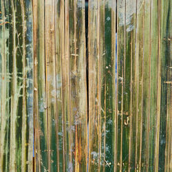 Full frame shot of bamboo plants