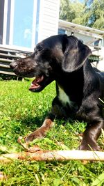 Close-up of dog on grass