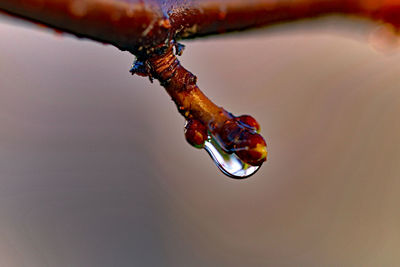 Close-up of insect on branch