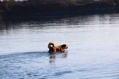 View of dog swimming in ocean