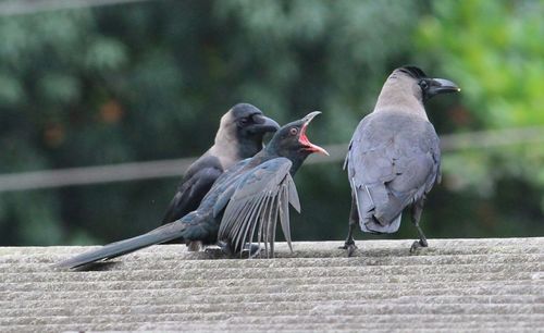Birds perching on ground