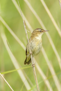 Close-up of bird perching on leaf