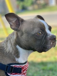 Close-up of dog looking away