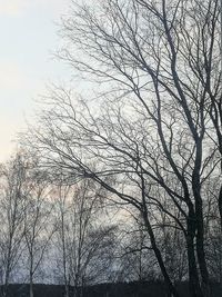 Low angle view of silhouette bare trees against sky