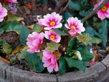 High angle view of pink flowering plants