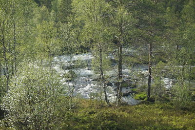 Trees growing in forest