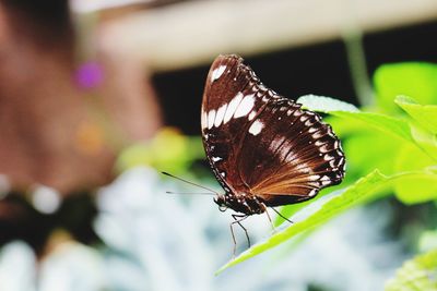 Close-up of butterfly on flower