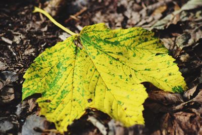 Close-up of yellow maple leaves on land