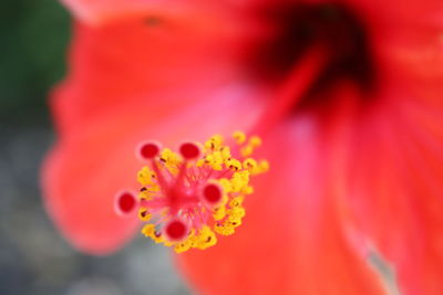 Macro shot of red flower