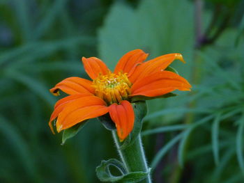 Close-up of orange flower