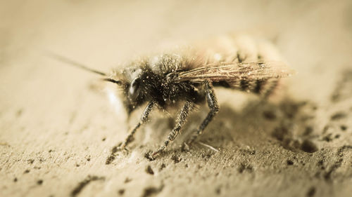 Close-up of insect on sand