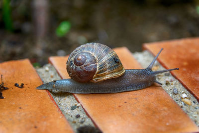 Close-up of snail