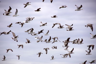 Flock of birds in the sky