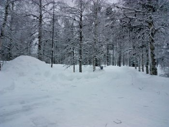 Snow covered trees against sky