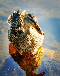 Close-up of a duck in a lake