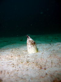 Fish swimming in sea