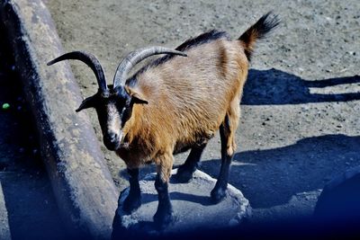 High angle view of horse standing on road