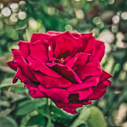 Close-up of red flower blooming outdoors