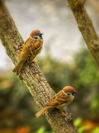 Close-up of bird perching on tree