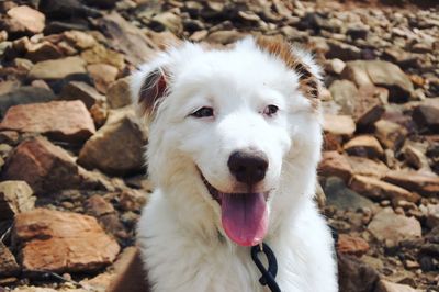 Close-up of white dog on rocky ground