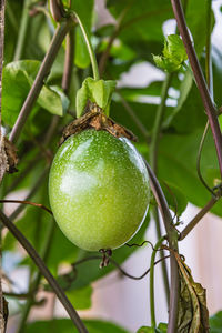 Close-up of lemon growing on tree