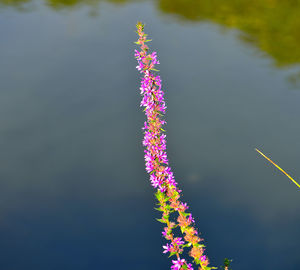 Close-up of flowers blooming outdoors