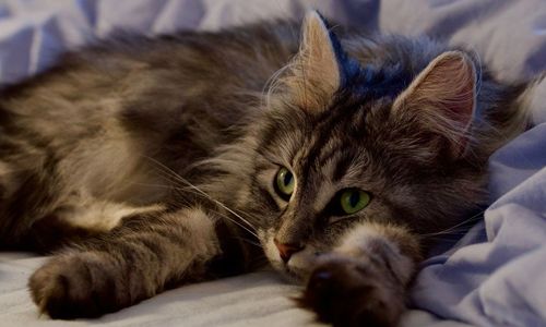 Close-up portrait of a cat lying on bed