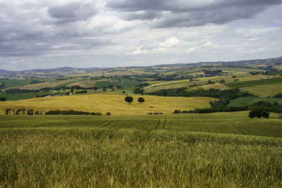 Scenic view of agricultural field against sky