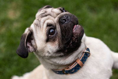 Close-up of dog looking away