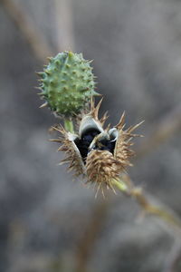 Close-up of honey bee on white flower