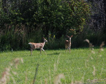 Deer standing on field