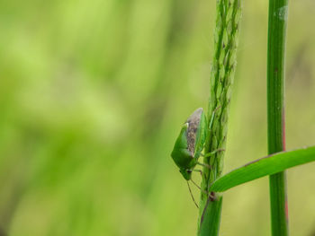 Close-up of insect on plant